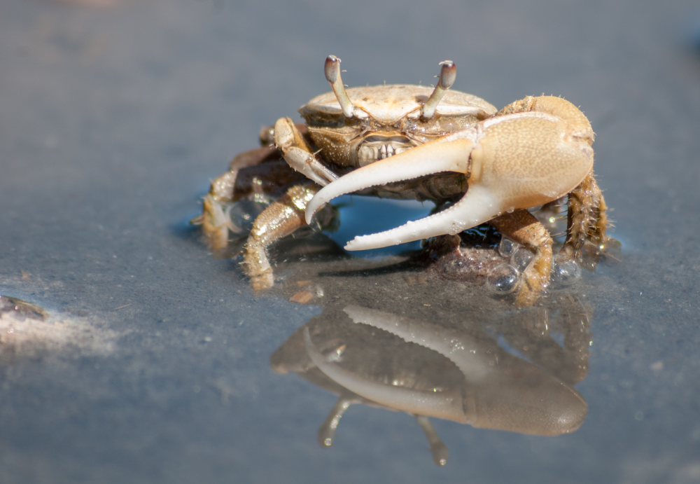 a fiddler crab has a large claw and is sandy colored